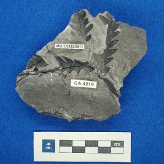 Fern fossil in shale