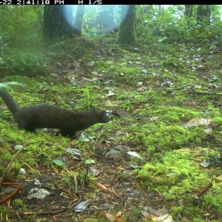 A mink in a forest. 