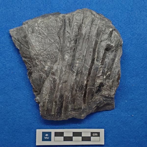 Cretaceous palm fossil in shale