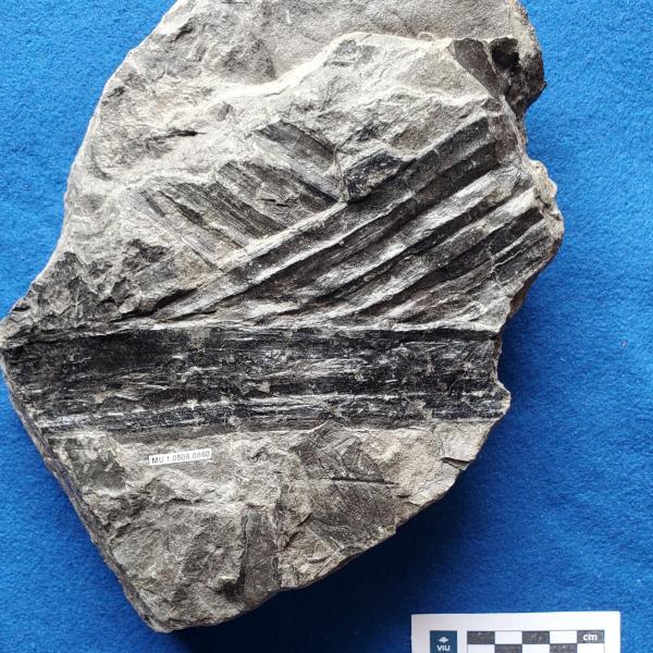 Cretaceous palm fossil in shale