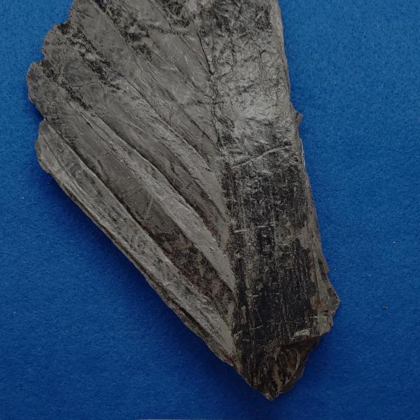 Cretaceous palm fossil in shale