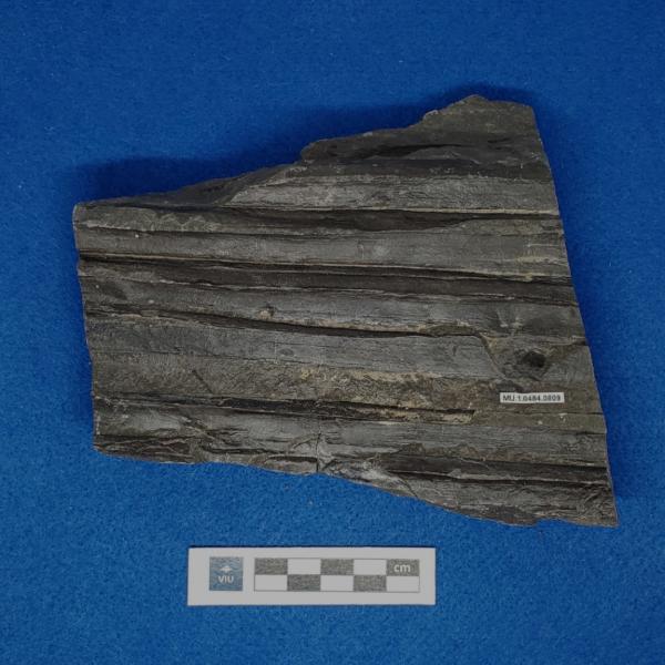 Cretaceous palm fossil in shale