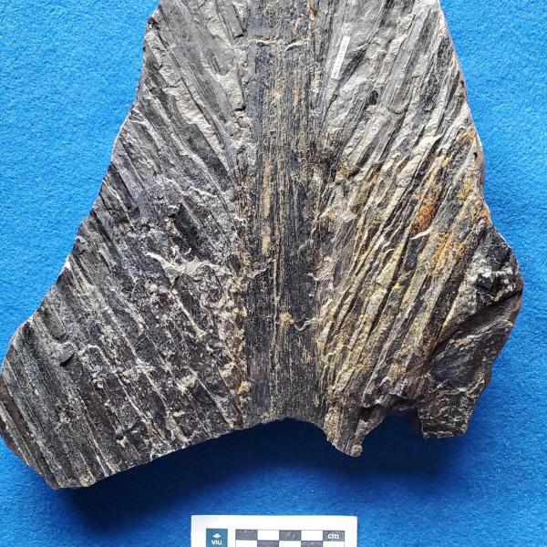 Cretaceous palm fossil in shale